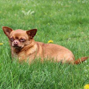 Meet your Posher, Neilen may